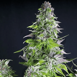 Romulan  Fem X5+2-Pyramid Seeds