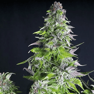 ROMULAN  FEM X5+2-PYRAMID SEEDS