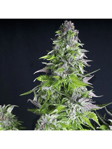 ROMULAN  FEM X5+2-PYRAMID SEEDS 1