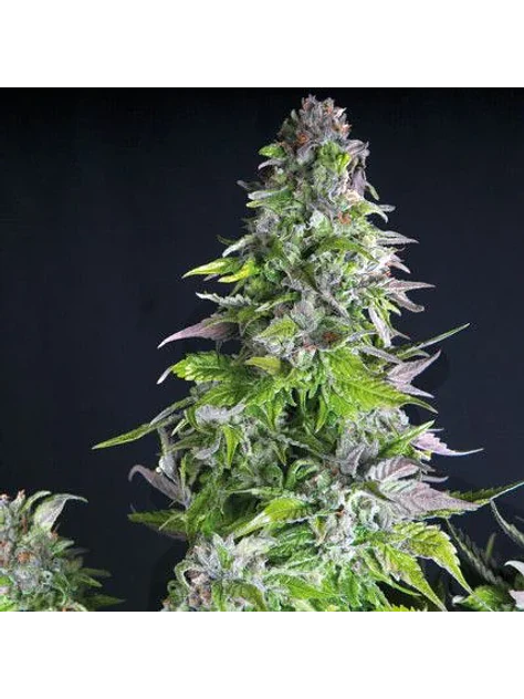 Romulan Fem -Pyramid Seeds (X5+2/X3+1/X1) 1