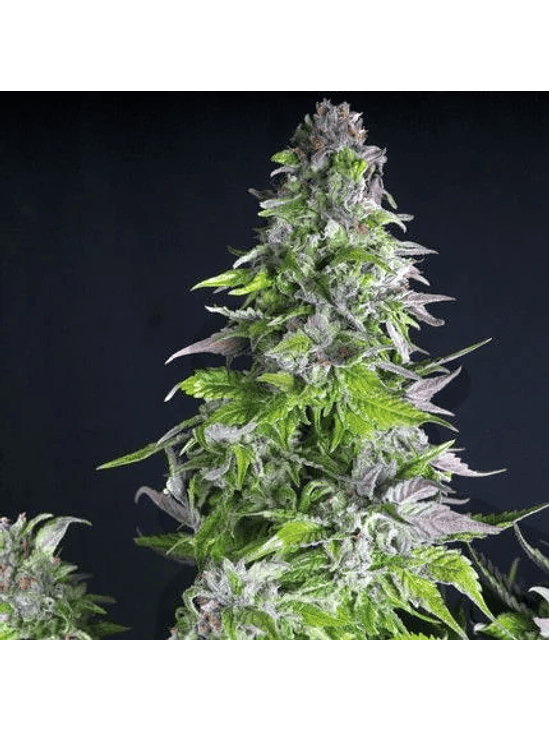 ROMULAN  FEM X5+2-PYRAMID SEEDS 1