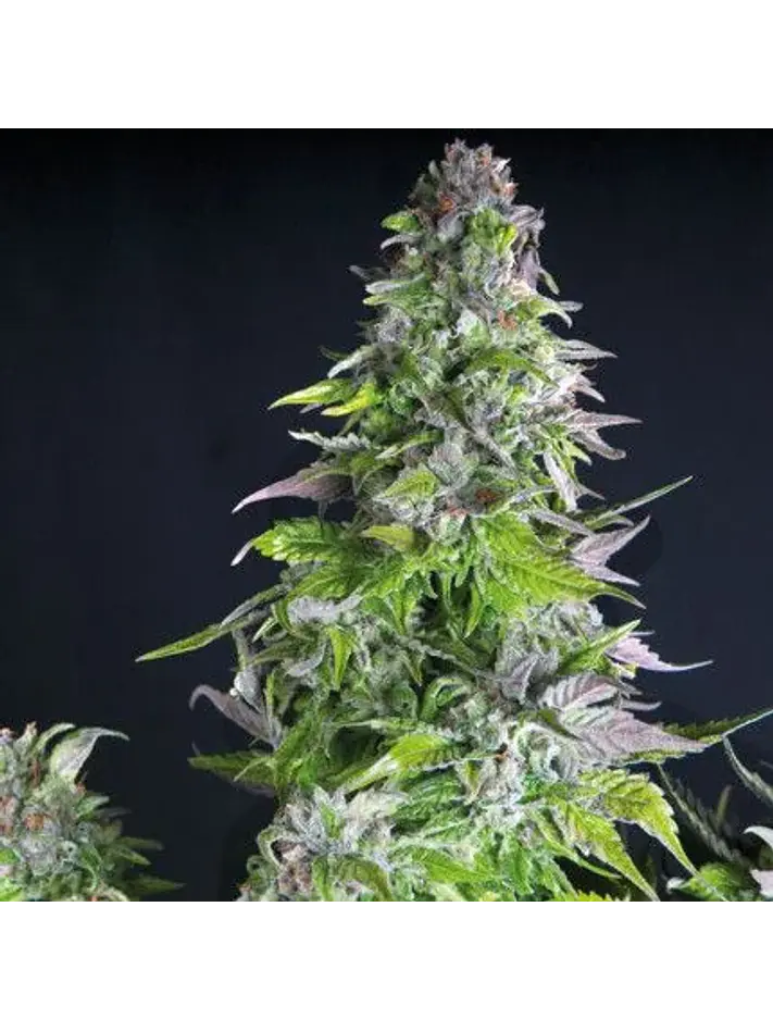 Romulan Fem -Pyramid Seeds (X5+2/X3+1/X1) 1