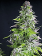 Romulan  Fem X5+2-Pyramid Seeds - Miniatura 1