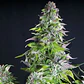 Romulan Fem -Pyramid Seeds (X5+2/X3+1/X1) - Miniatura 1