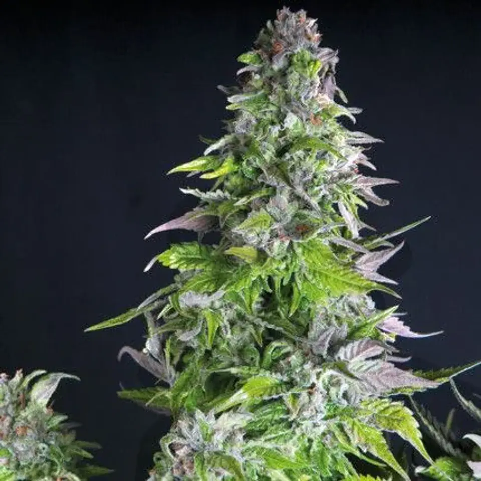 Romulan Fem -Pyramid Seeds (X5+2/X3+1/X1) 1