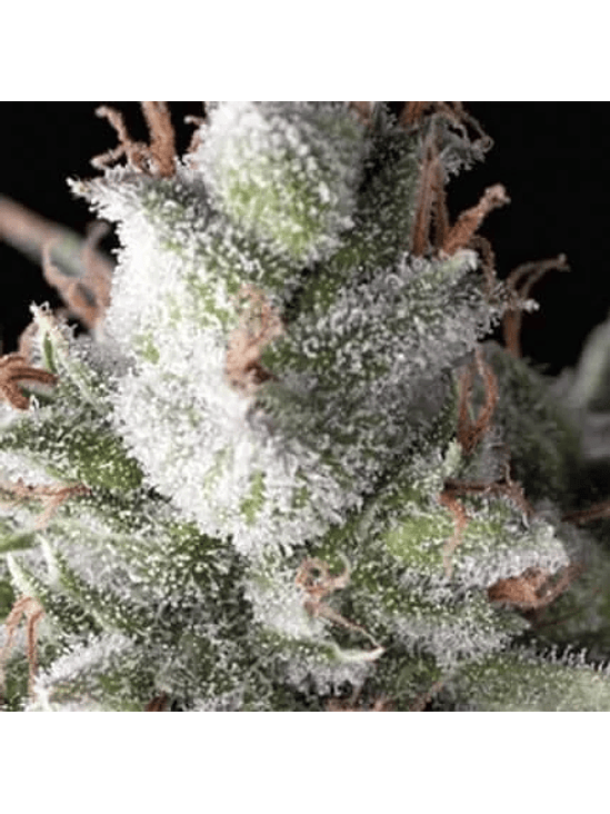 RAMSES AUTO X5+2 -PYRAMID SEEDS 1