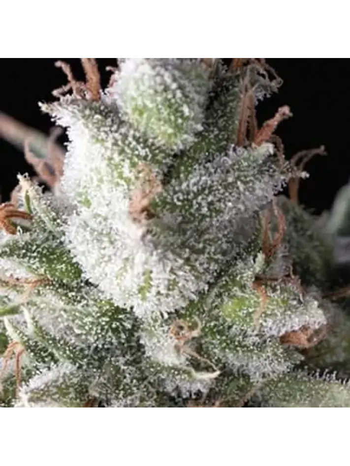 Ramses Auto -Pyramid Seeds (X5+2/X3+1) 1