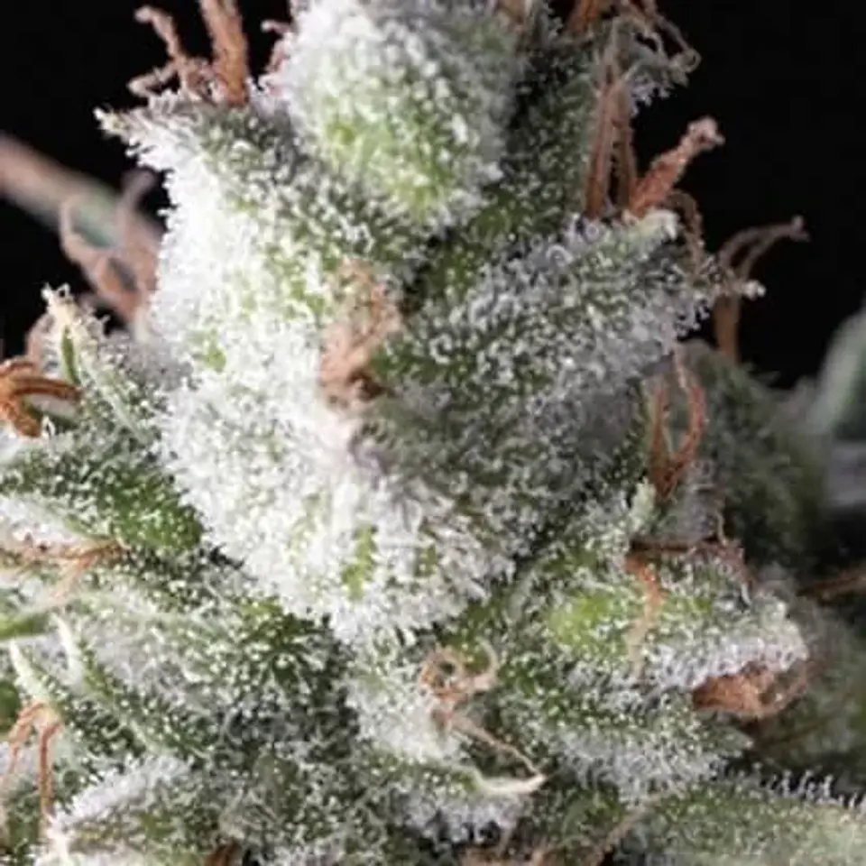 Ramses Auto -Pyramid Seeds (X5+2/X3+1) 1