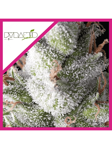 RAMSES FEM X3-PYRAMID SEEDS 1