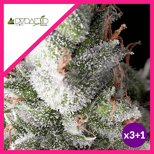 RAMSES  FEM X3+1-PYRAMID SEEDS