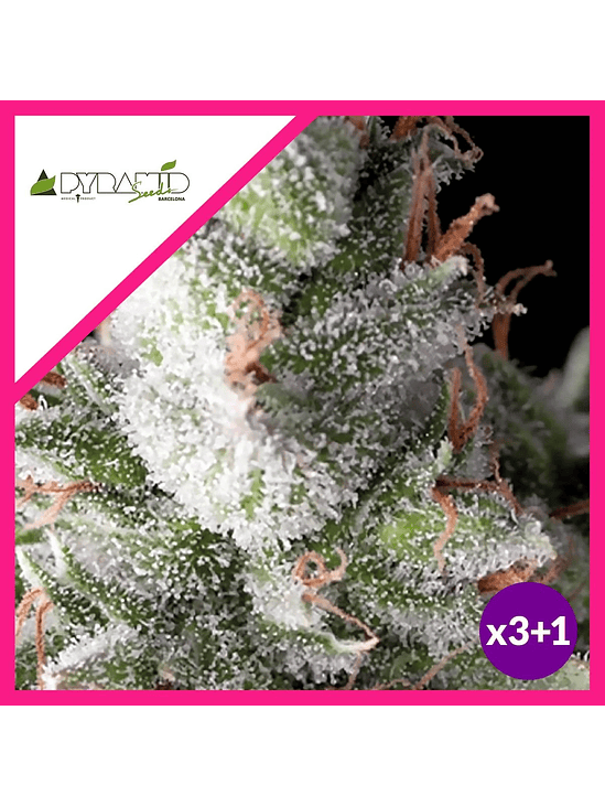 RAMSES  FEM X3+1-PYRAMID SEEDS 1