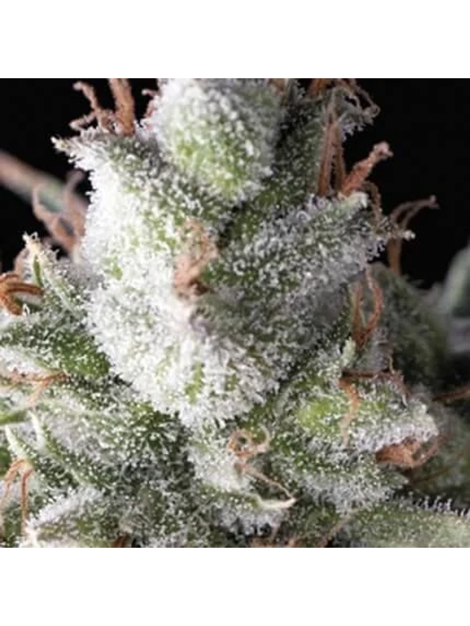 Ramses Fem -Pyramid Seeds (X5+2/X3/X3+1) 2