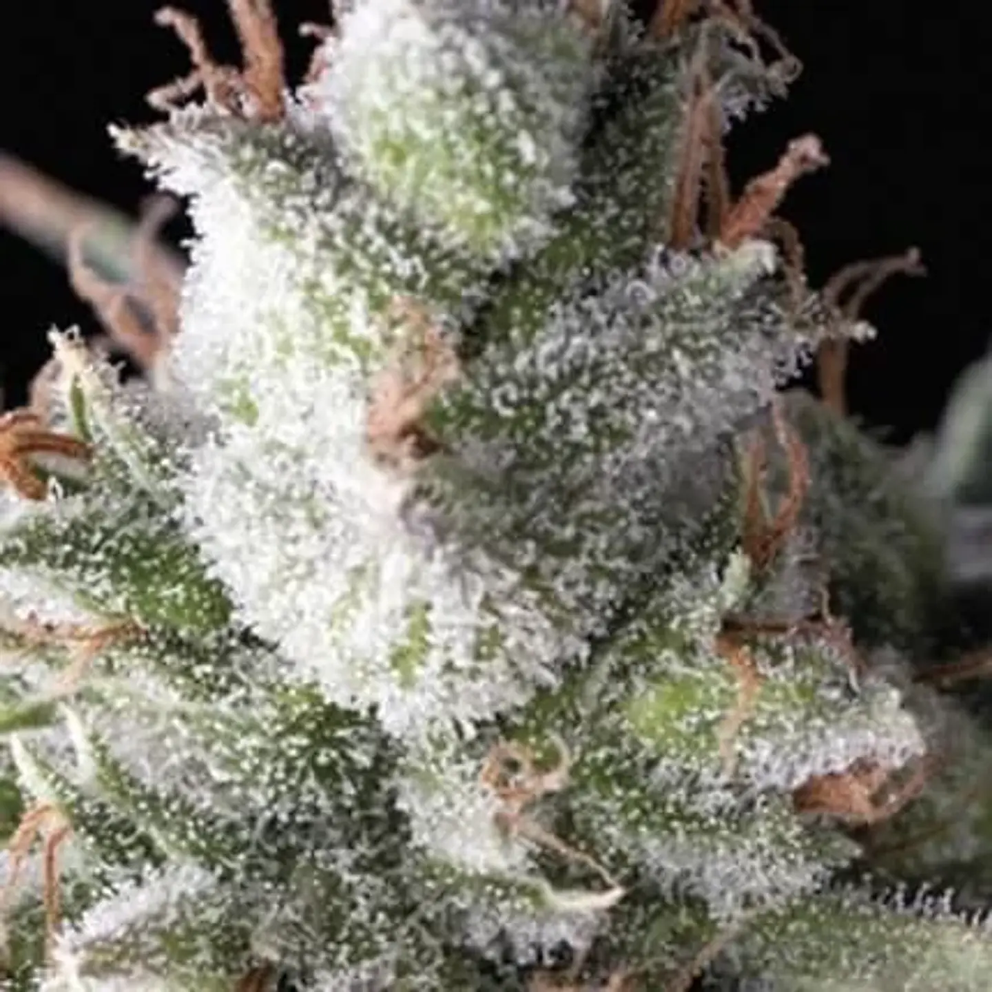 Ramses Fem -Pyramid Seeds (X5+2/X3/X3+1) 2