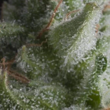 Shark Auto -Pyramid Seeds (X5+2/X3+1) 1