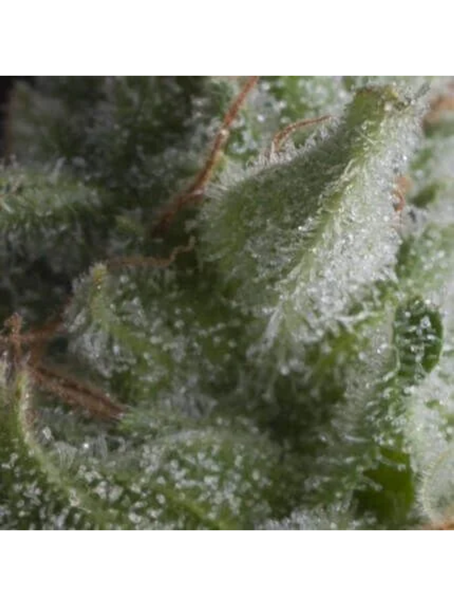 Shark Auto -Pyramid Seeds (X5+2/X3+1) 1