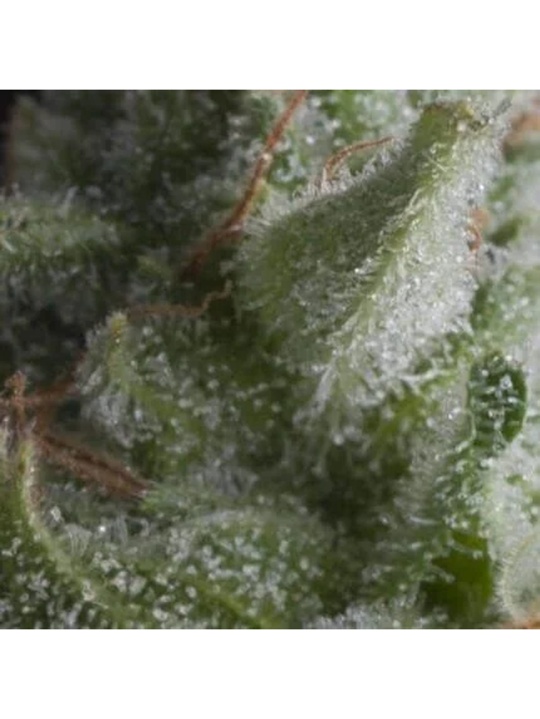 Shark Auto -Pyramid Seeds (X5+2/X3+1) 1