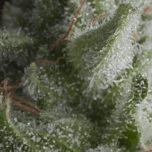 Shark  Auto X5+2 -Pyramid Seeds