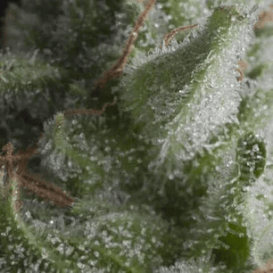 SHARK  AUTO X5+2 -PYRAMID SEEDS