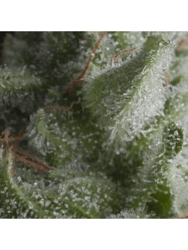 SHARK  AUTO X5+2 -PYRAMID SEEDS 1