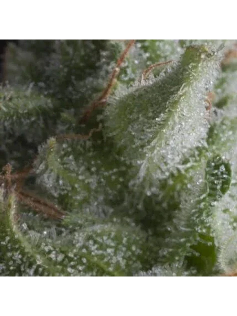 Shark Auto -Pyramid Seeds (X5+2/X3+1) 1