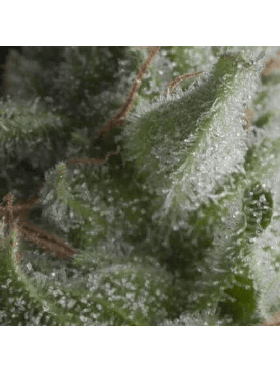 SHARK  AUTO X5+2 -PYRAMID SEEDS 1