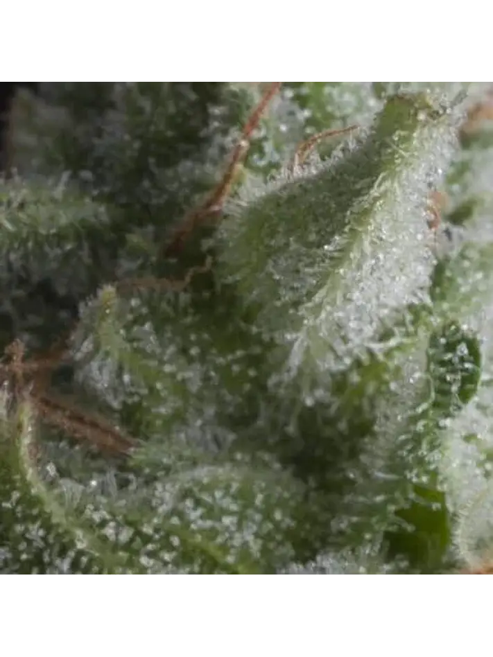 Shark Auto -Pyramid Seeds (X5+2/X3+1) 1