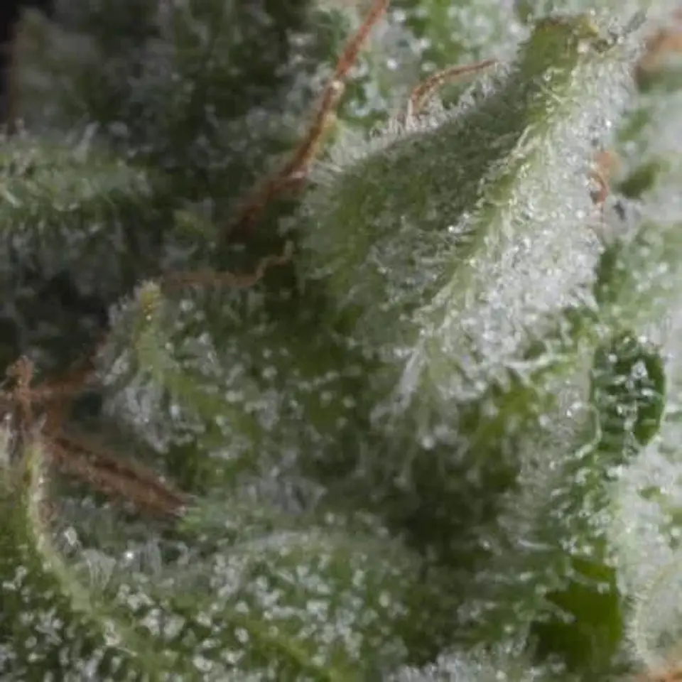 Shark Auto -Pyramid Seeds (X5+2/X3+1) 1
