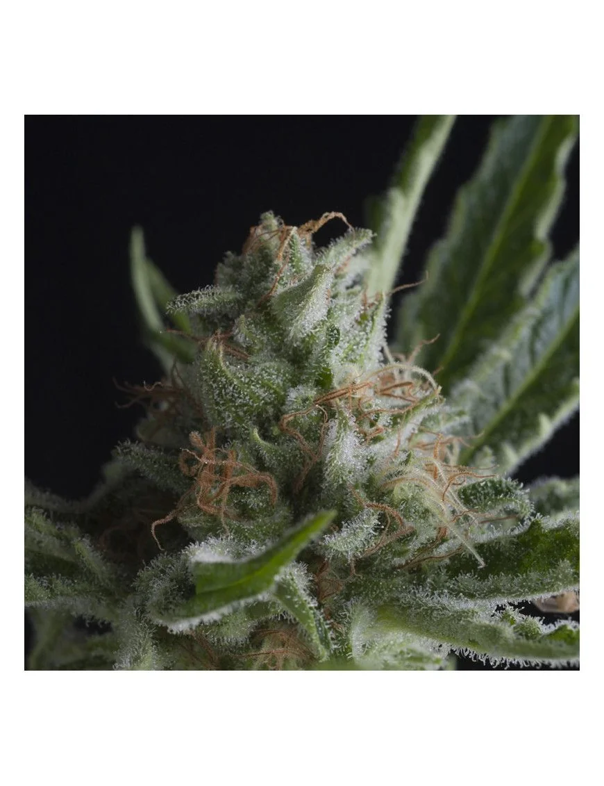 Shark Fem -Pyramid Seeds (X5+2/X3+1/X1) 1
