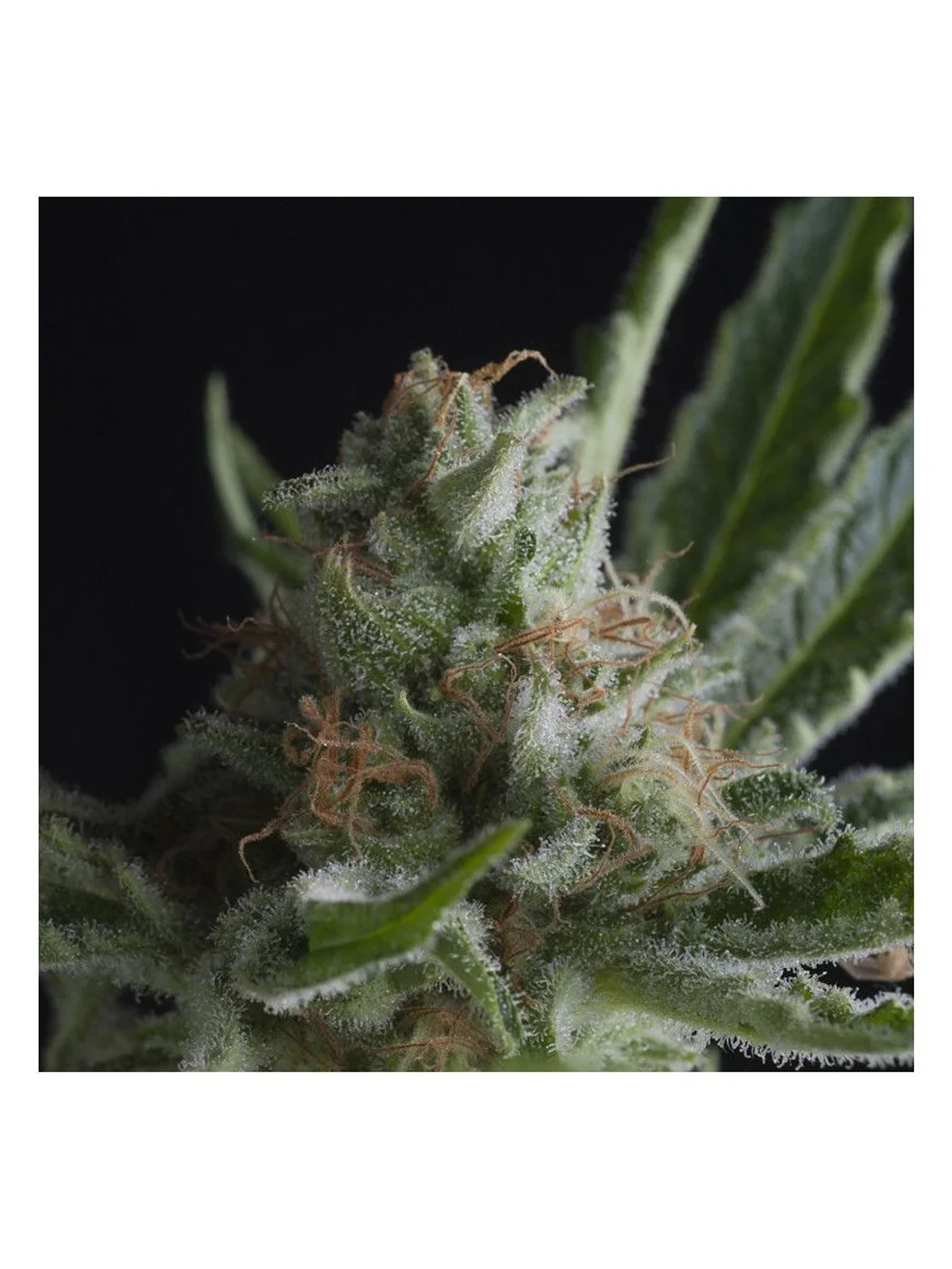 Shark Fem -Pyramid Seeds (X5+2/X3+1/X1) 1