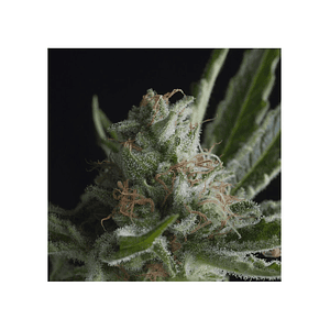 Shark Fem -Pyramid Seeds (X5+2/X3+1/X1)