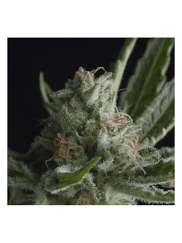 SHARK  FEM X5+2-PYRAMID SEEDS 1