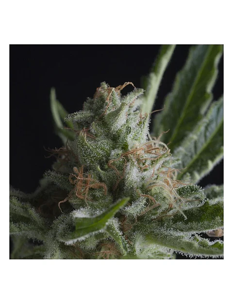 Shark Fem -Pyramid Seeds (X5+2/X3+1/X1)