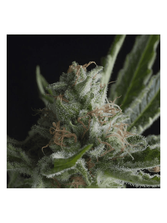 SHARK  FEM X5+2-PYRAMID SEEDS 1