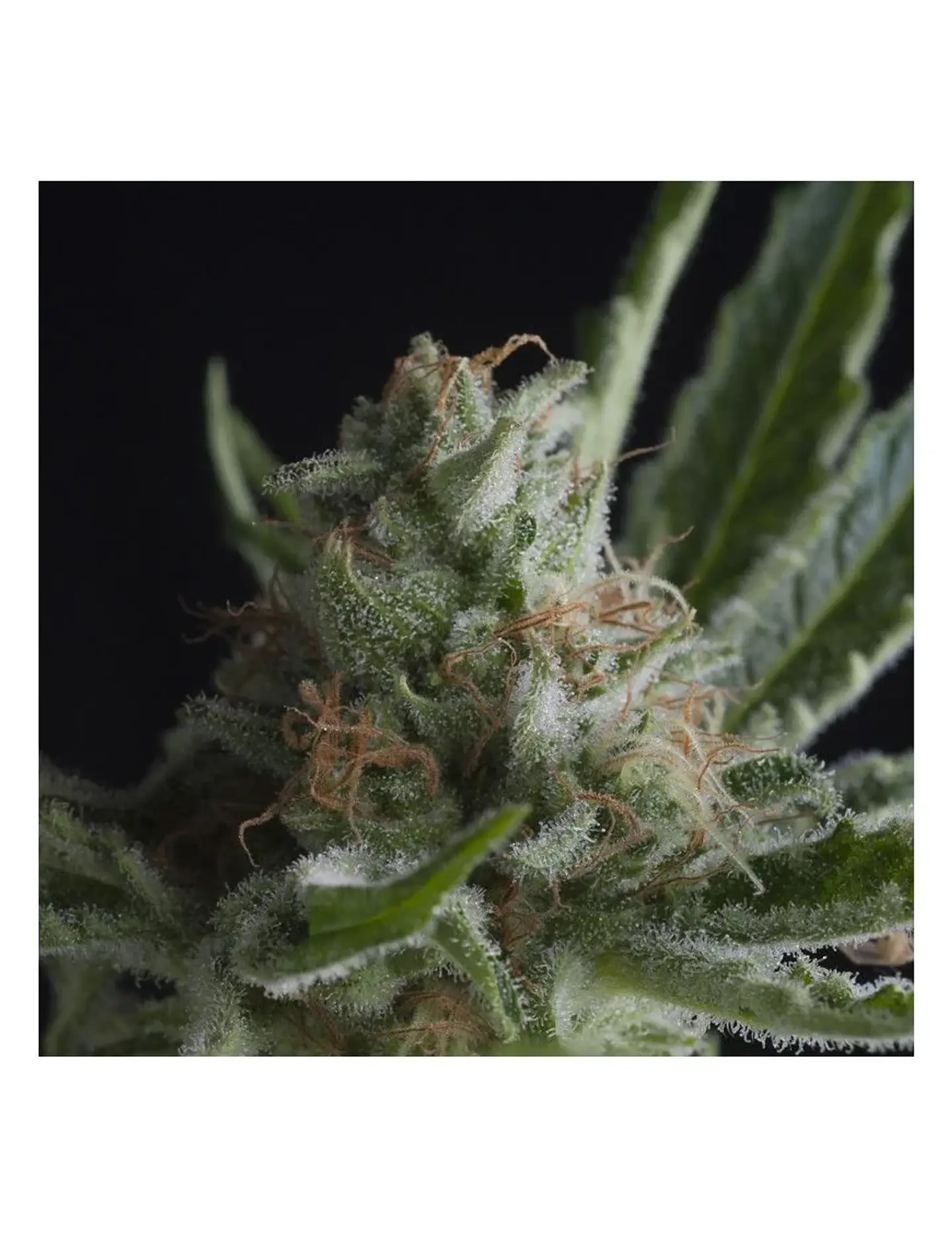 Shark Fem -Pyramid Seeds (X5+2/X3+1/X1) 1