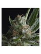 Shark Fem -Pyramid Seeds (X5+2/X3+1/X1) - Miniatura 1