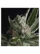 Shark Fem -Pyramid Seeds (X5+2/X3+1/X1) - Miniatura 1