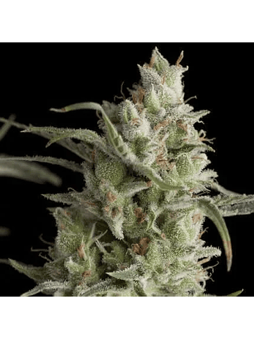 SUPER OG KUSH  FEM X5+2-PYRAMID SEEDS 1