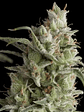 Super Og Kush  Fem X5+2-Pyramid Seeds - Miniatura 1