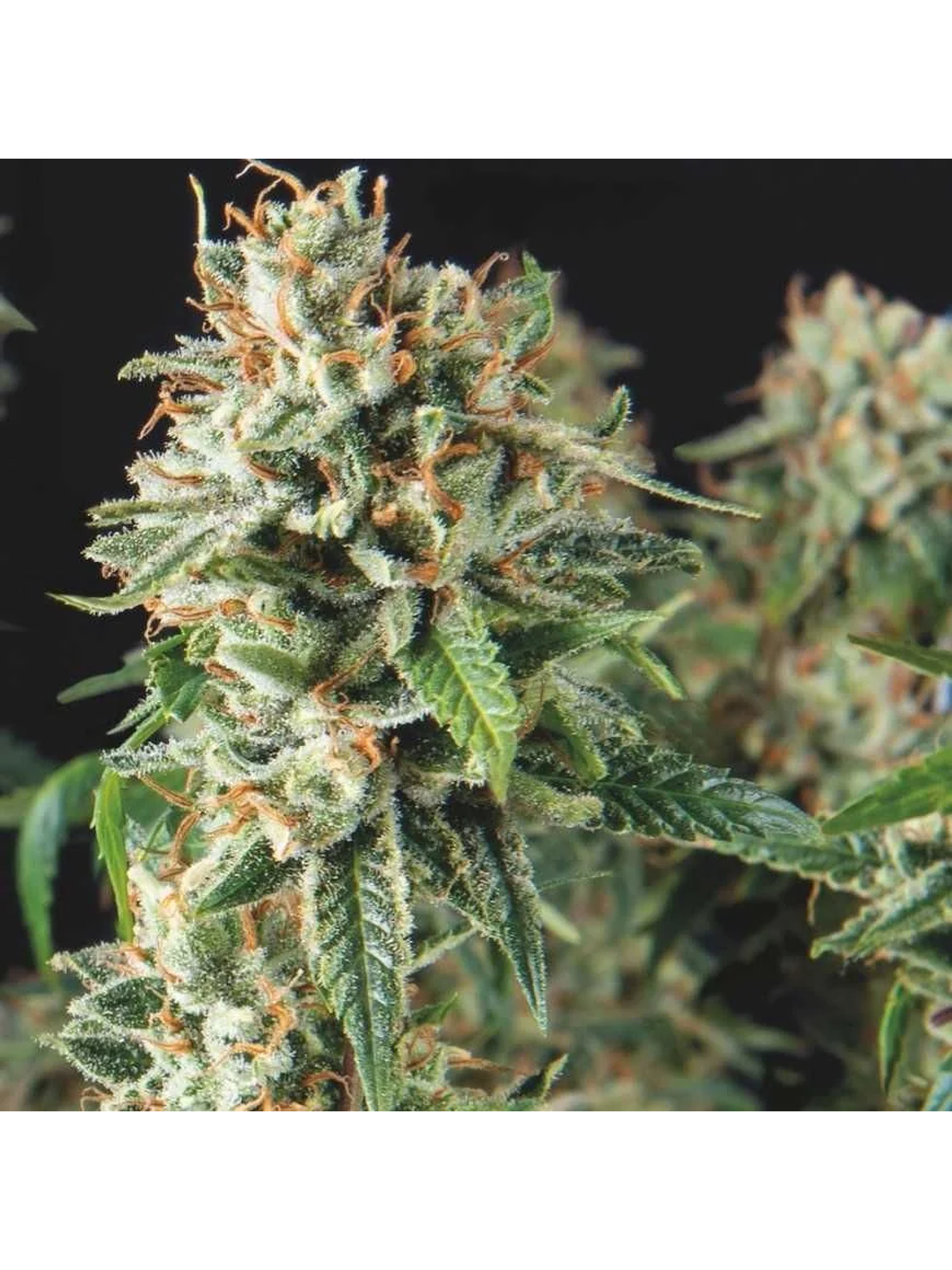 Super Og Kush Fast X3+1 - Pyramid Seeds 1