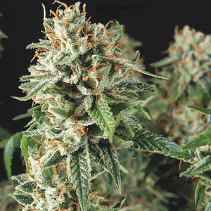 Super Og Kush Fast X3+1 - Pyramid Seeds