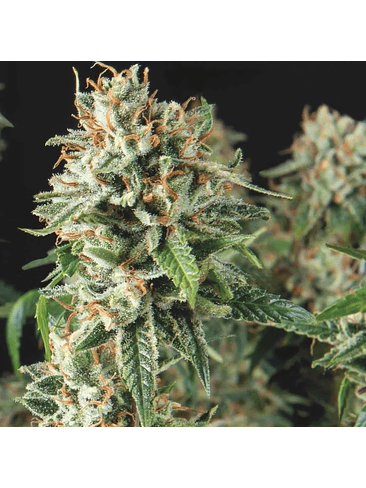 SUPER OG KUSH FAST X3+1 - PYRAMID SEEDS 1