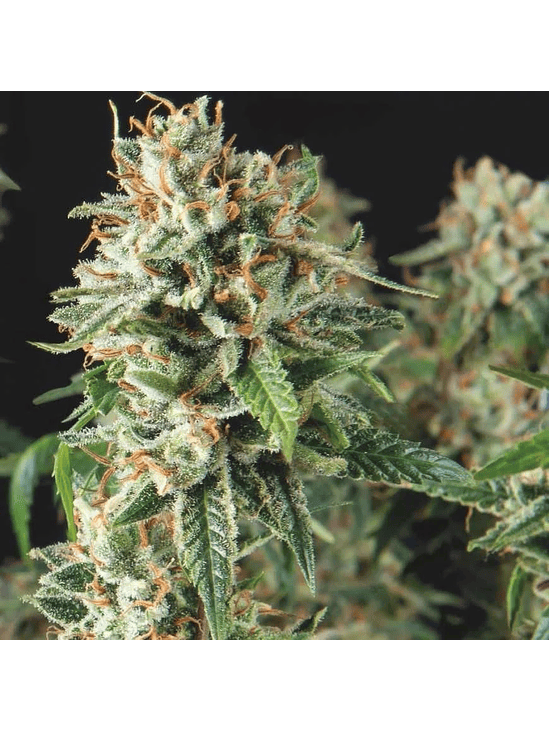 SUPER OG KUSH FAST X3+1 - PYRAMID SEEDS 1