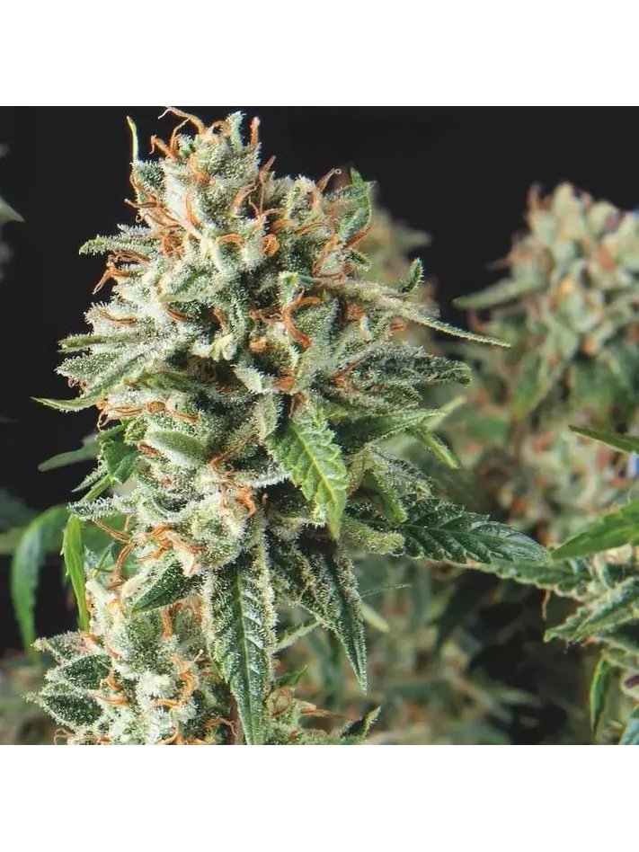 Super Og Kush Fast X3+1 - Pyramid Seeds 1