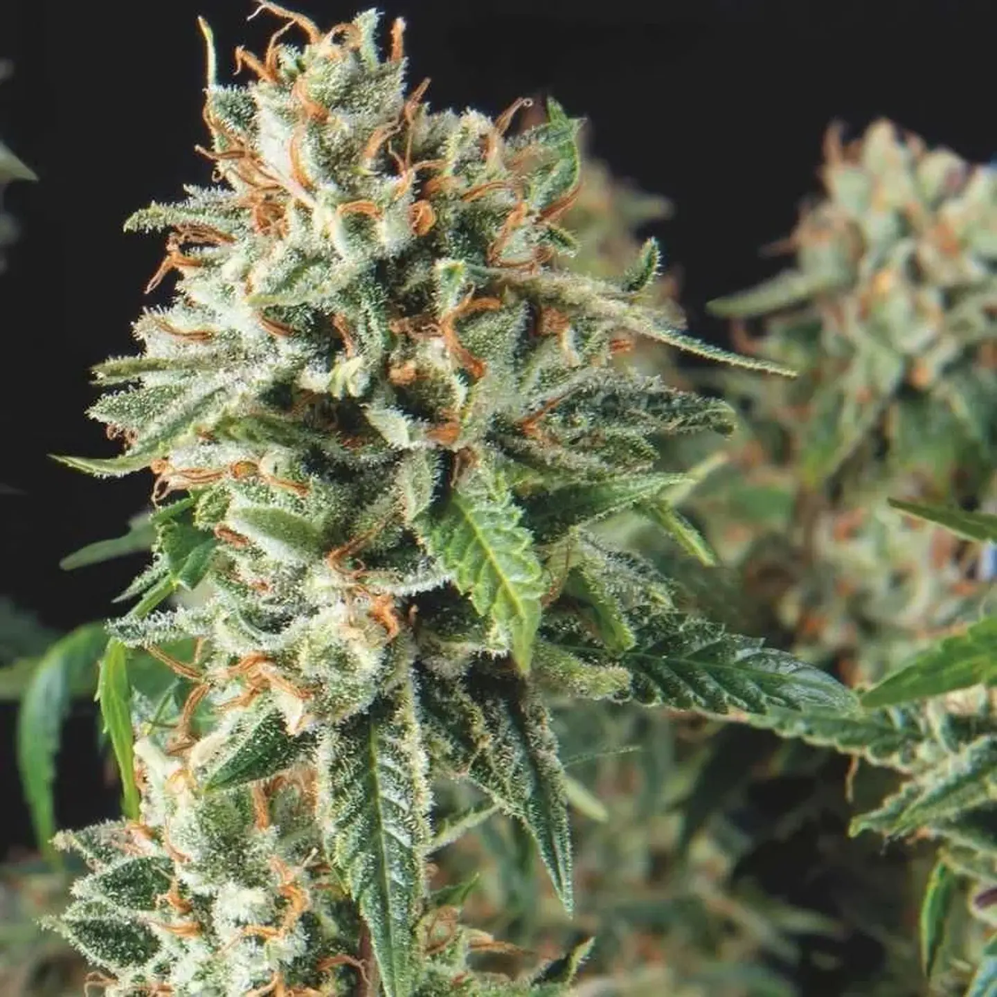 Super Og Kush Fast X3+1 - Pyramid Seeds 1