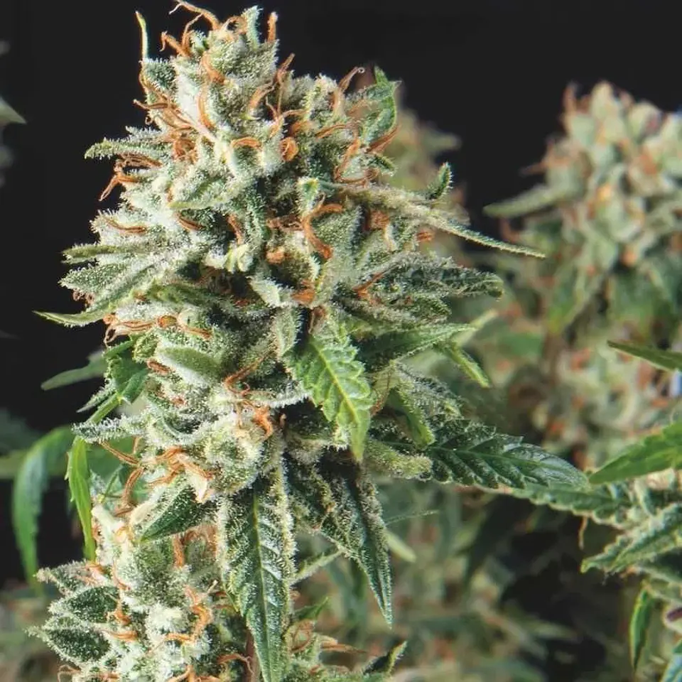 Super Og Kush Fast X3+1 - Pyramid Seeds 1