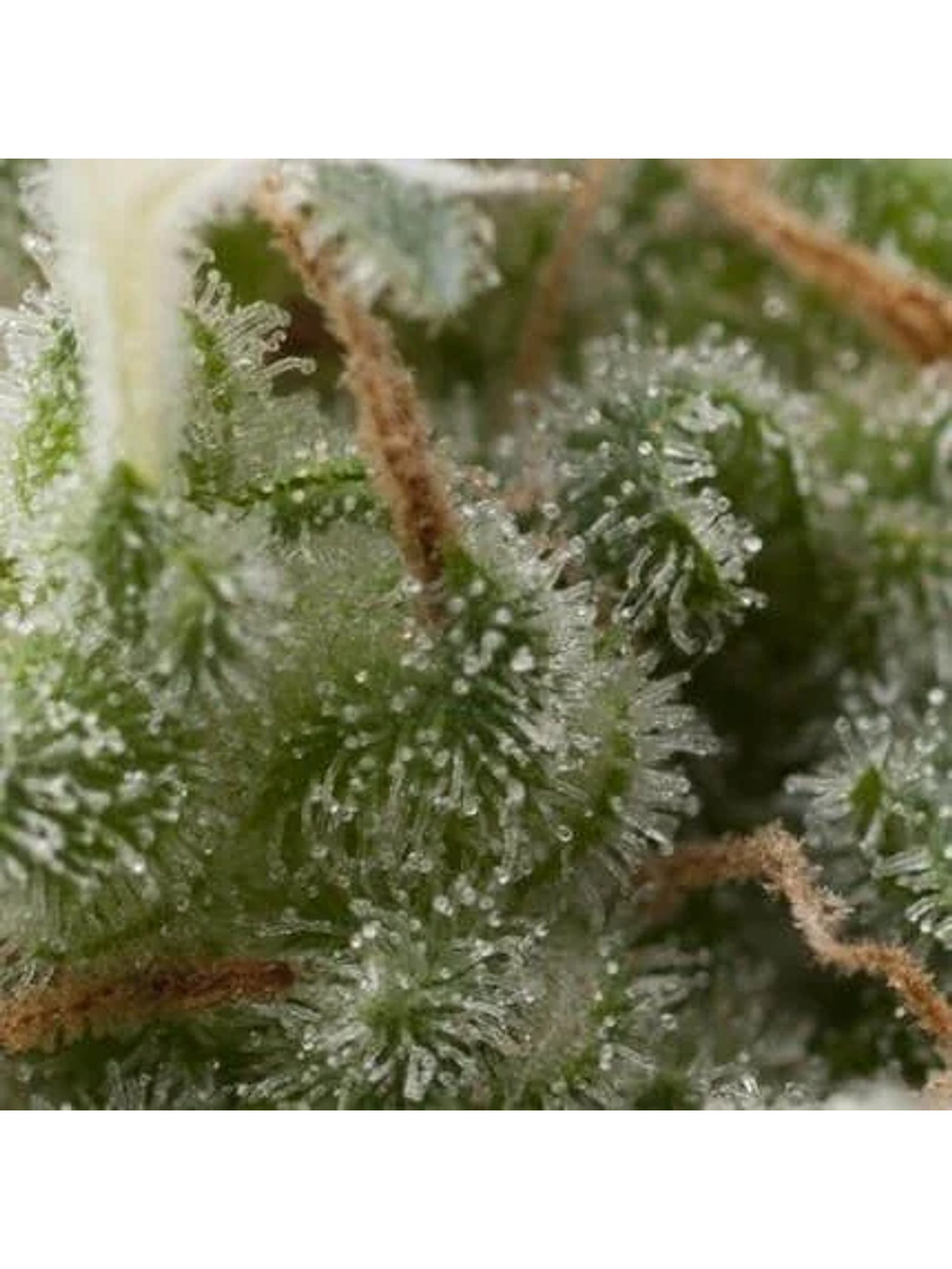 Super Hash Auto -Pyramid Seeds (X5+2/X3+1) 1