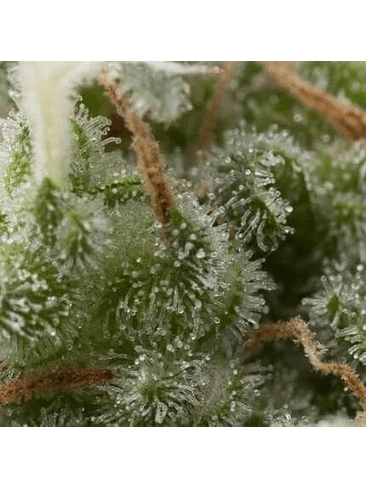 SUPER HASH AUTO  X5+2 -PYRAMID SEEDS 1