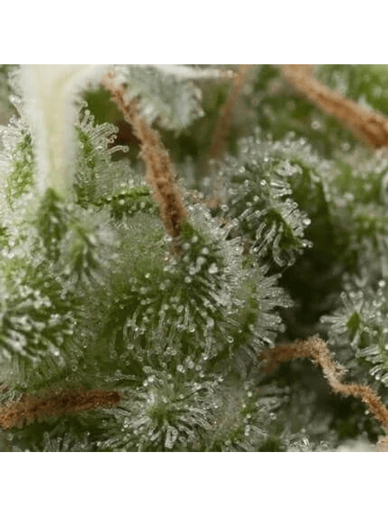 SUPER HASH AUTO  X5+2 -PYRAMID SEEDS 1