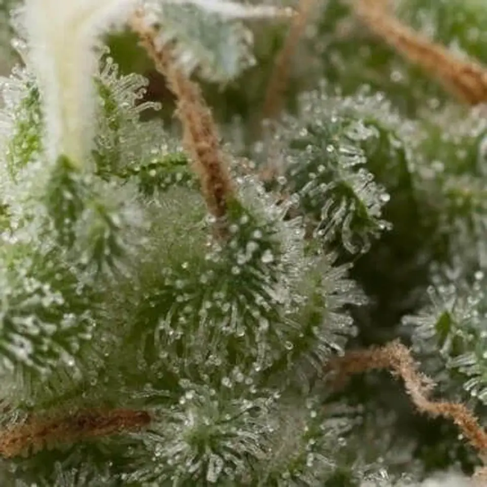 Super Hash Auto -Pyramid Seeds (X5+2/X3+1) 1