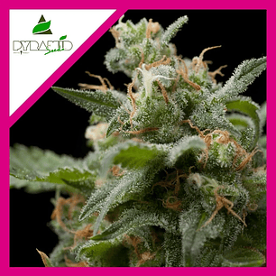 SUPER HASH  FEM X1-PYRAMID SEEDS